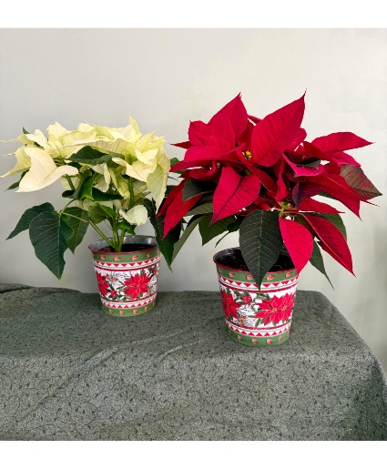 Poinsettia  