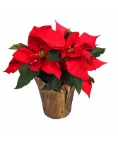 Poinsettia  