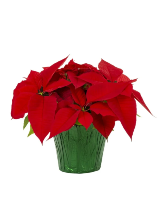 Poinsettia 