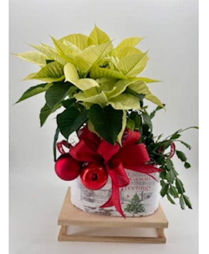 Poinsettia and Christmas Cactuc Combo 