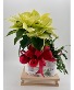 Poinsettia and Christmas Cactuc Combo 