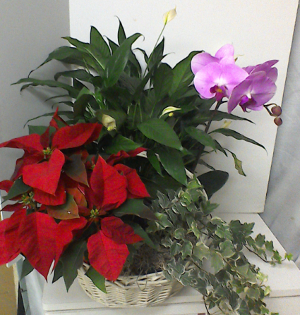 Poinsettia Combination Plant Basket