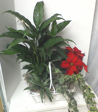 Poinsettia Combinition Plant Basket