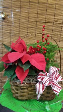 Poinsettia and Norfolk