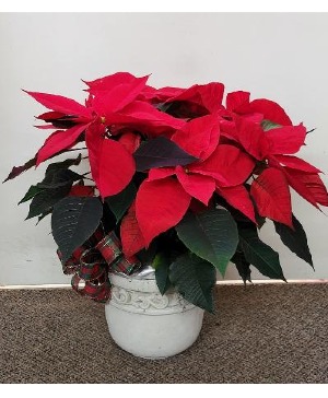 Poinsettia and Plaid  FHF-P12 Plant  Local delivery only
