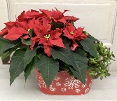 Poinsettia and Red Tipped Jade  Plant Basket 