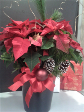 LOCALLY GROWN POINSETTIAS 6" - 8 " -  plant dressed for the holidays