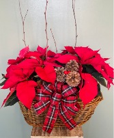 Poinsettia Basket 