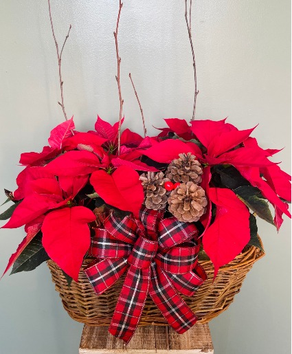 Poinsettia Basket 