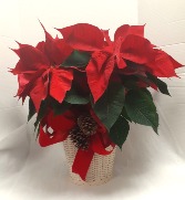 Poinsettia Basket 