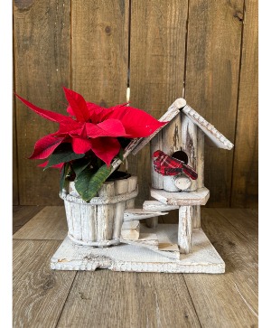 Poinsettia Birdhouse  Plant