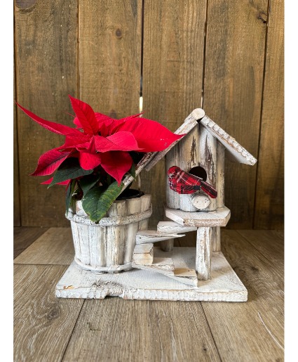 Poinsettia Birdhouse  Plant