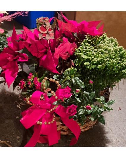 Poinsettia Blooming Garden 