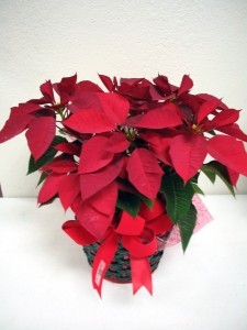 POINSETTIA Blooming Plant