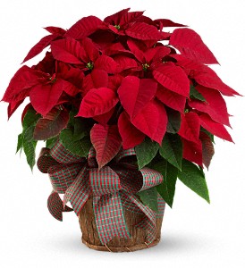 Dressed Up Poinsettia Blooming Plant