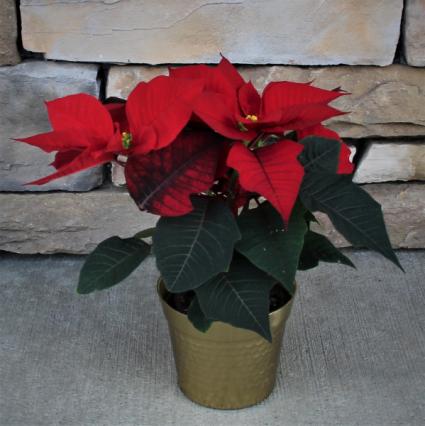 Poinsettia blooming plant