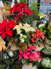 Poinsettia Blooming Plant