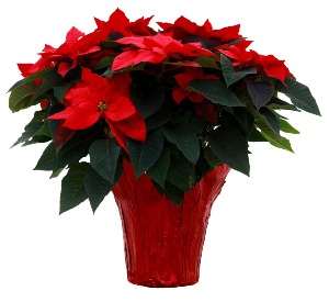 Poinsettia Blooming Plant