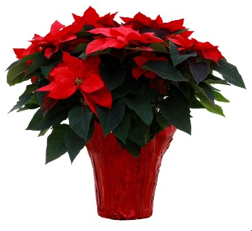 Poinsettia Blooming Plant in Sun City Center, FL | SUN CITY CENTER FLOWERS AND GIFTS