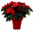 Poinsettia Blooming Plant