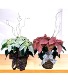 Poinsettia Plant Basket Arrangement