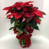 Poinsettia Blooming Plant