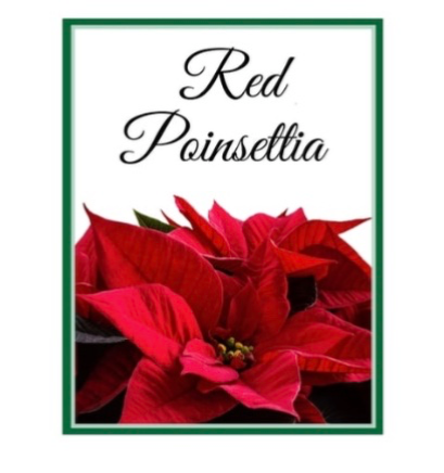 Poinsettia Christmas