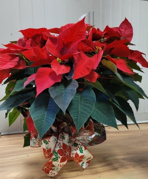 Poinsettia Christmas