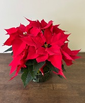 Poinsettia Christmas