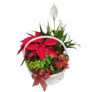 Poinsettia Christmas Basket plant