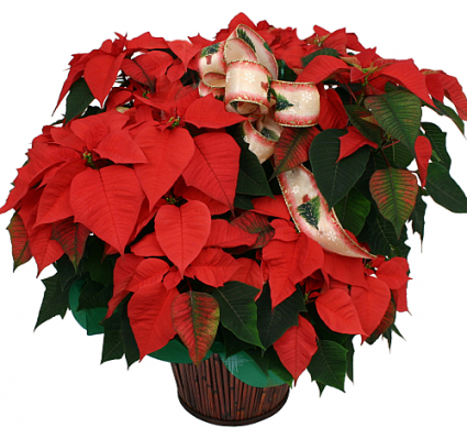 Poinsettia Christmas Plant