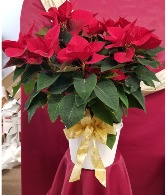 Poinsettia Christmas Plant