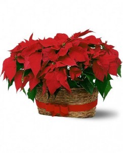 POINSETTIA Christmas plant