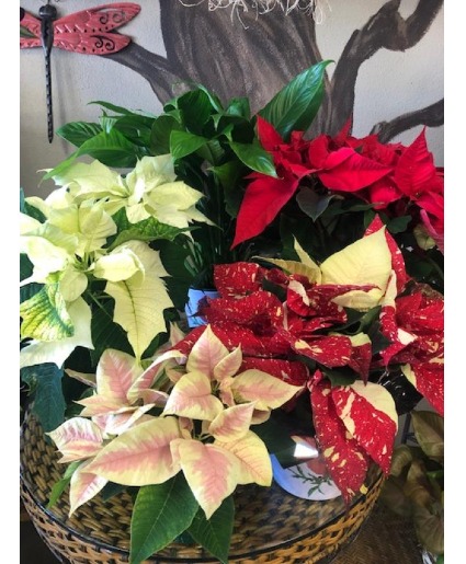 Poinsettia Decorated in Basket Poinsettia Plant