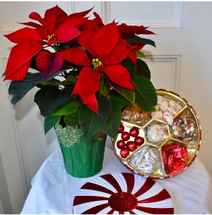 Poinsettia Delight Package