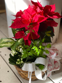 Poinsettia Dish Garden 