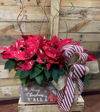 Poinsettia duo plant Holiday 