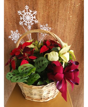 POINSETTIA EURO GARDEN PLANTS