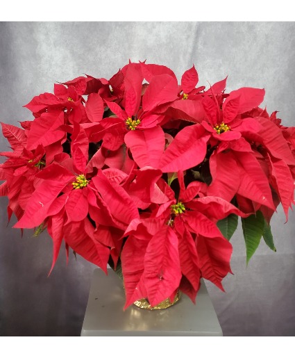 Poinsettia Extra Large  Christmas Plant