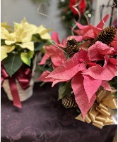 Poinsettia  Flowering Plant