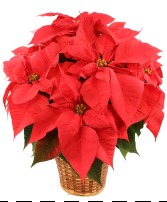 Poinsettia Flowering Plant