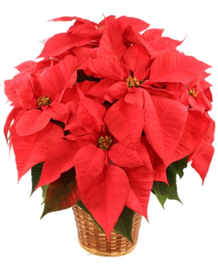 Poinsettia Flowering Plant