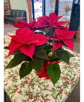 Poinsettia 
