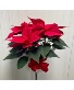 Poinsettia Flowering Plant
