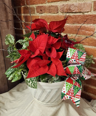 Poinsettia Garden  in Mount Pleasant, IA | FROM THE HEART FLOWERS & GIFTS