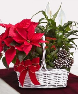 Poinsettia Garden Basket Christmas Planter