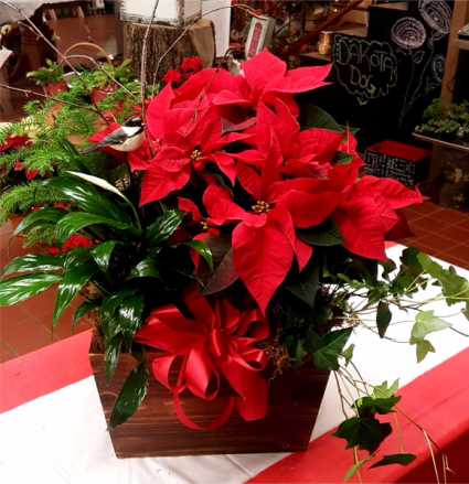Poinsettia Garden Planter