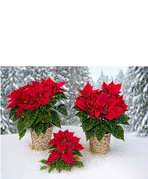 Poinsettia Green and Blooming Plants
