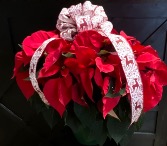 Poinsettia Hanging Basket 8 in - Red only 