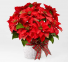 Poinsettia Holiday  